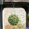 Topiary White Rose Ball - 30cm
