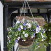 Easy Basket - Petunias - Hanging Basket 2 Easy Basket - Petunias - Hanging Basket -Fresh Gardenly Store 5040052 giant