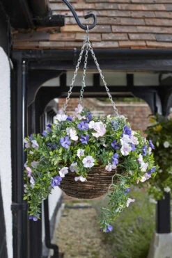 Easy Basket - Petunias - Hanging Basket