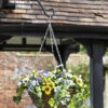 Easy Basket - Pansies - Hanging Basket -Fresh Gardenly Store 5040054 giant