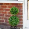 Duo Ball Topiary Tree - 60cm -Fresh Gardenly Store 5045086