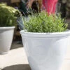 Kelkay Plant Avenue Trad. Collection Small Eden Emblem Pot In White
