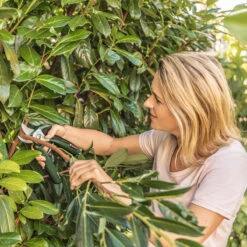 Bosch EasyPrune Electric Secateurs 12 Bosch EasyPrune Electric Secateurs -Fresh Gardenly Store easyprune life 2