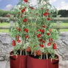 Haxnicks Tomato Patio Planter - Pack Of 2 -Fresh Gardenly Store haxnicks tomato patio planters giant