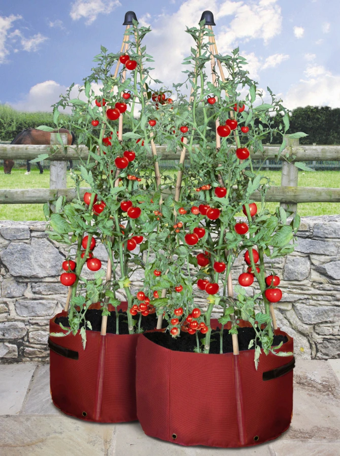 Haxnicks Tomato Patio Planter - Pack Of 2 3 Haxnicks Tomato Patio Planter - Pack Of 2