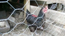 25m Long, 180cm Tall Roll Of Galvanised Chicken Wire Mesh - 50mm Mesh Size -Fresh Gardenly Store l 38dd6f4fa9edea60ae438783cb93beee.image .500x280 1