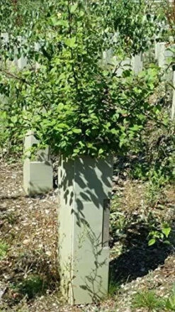 Rainbow Tree Defenders With Stakes - 60cm Tall - X10 -Fresh Gardenly Store l 61T1m845FnL. AC