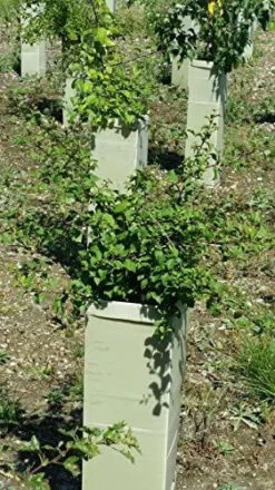 Rainbow Tree Defenders - 60cm Tall - X10 -Fresh Gardenly Store l 61f73KOMuL. AC 1