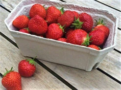 Nutley's 500g Biodegradable Fruit Punnets 5 Nutley's 500g Biodegradable Fruit Punnets -Fresh Gardenly Store l 61hP2UQ2fnL 1024x1024@2x