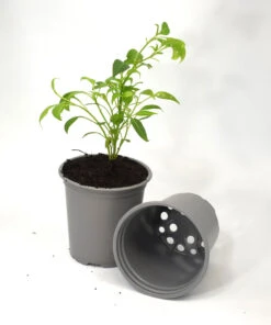 Nutley's 9cm Round Plastic Plant Pots - Grey -Fresh Gardenly Store l 9cmpotpicwithplantedit 1024x1024@2x