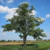 Alder (Alnus Glutinosa) Field Grown Hedging Plants - 2-3ft -Fresh Gardenly Store l Alder 1