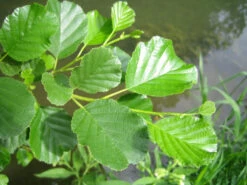 Alder (Alnus Glutinosa) Field Grown Hedging Plants - 2-3ft 11 Alder (Alnus Glutinosa) Field Grown Hedging Plants - 2-3ft -Fresh Gardenly Store l Alder 5