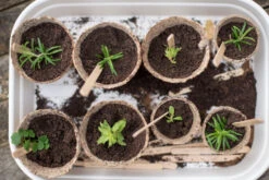 Nutley's 6cm Round Jiffy Peat-Free Fibre Plant Pot 8 Nutley's 6cm Round Jiffy Peat-Free Fibre Plant Pot -Fresh Gardenly Store l B0084405LS.PT03 d0a136c5 3bfb 4d59 a8c1 b26c845e5cf5 1024x1024@2x