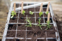 Nutley's 40 Cell Full Size Seed Propagator Set - Tray: Without Holes -Fresh Gardenly Store l B009W2NB26.PT05 7cf63fa3 558f 4308 b144 4e63dd86b35d 1024x1024@2x 1