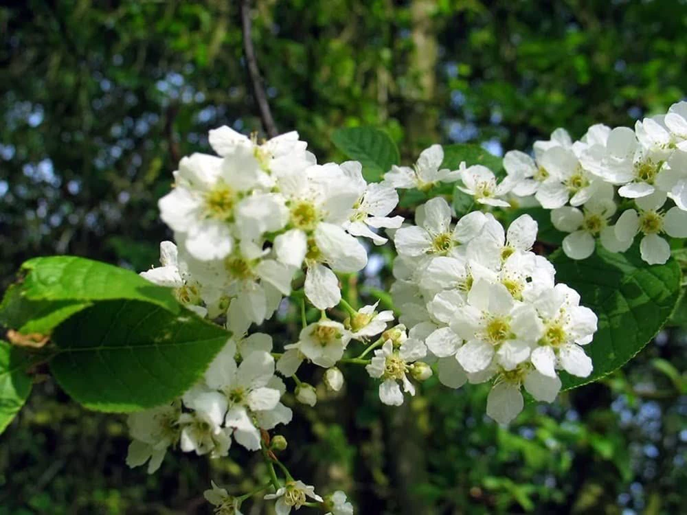 Bird Cherry (Prunus Padus) Bare Root Hedging Plants - 3-4ft 3 Bird Cherry (Prunus Padus) Bare Root Hedging Plants - 3-4ft