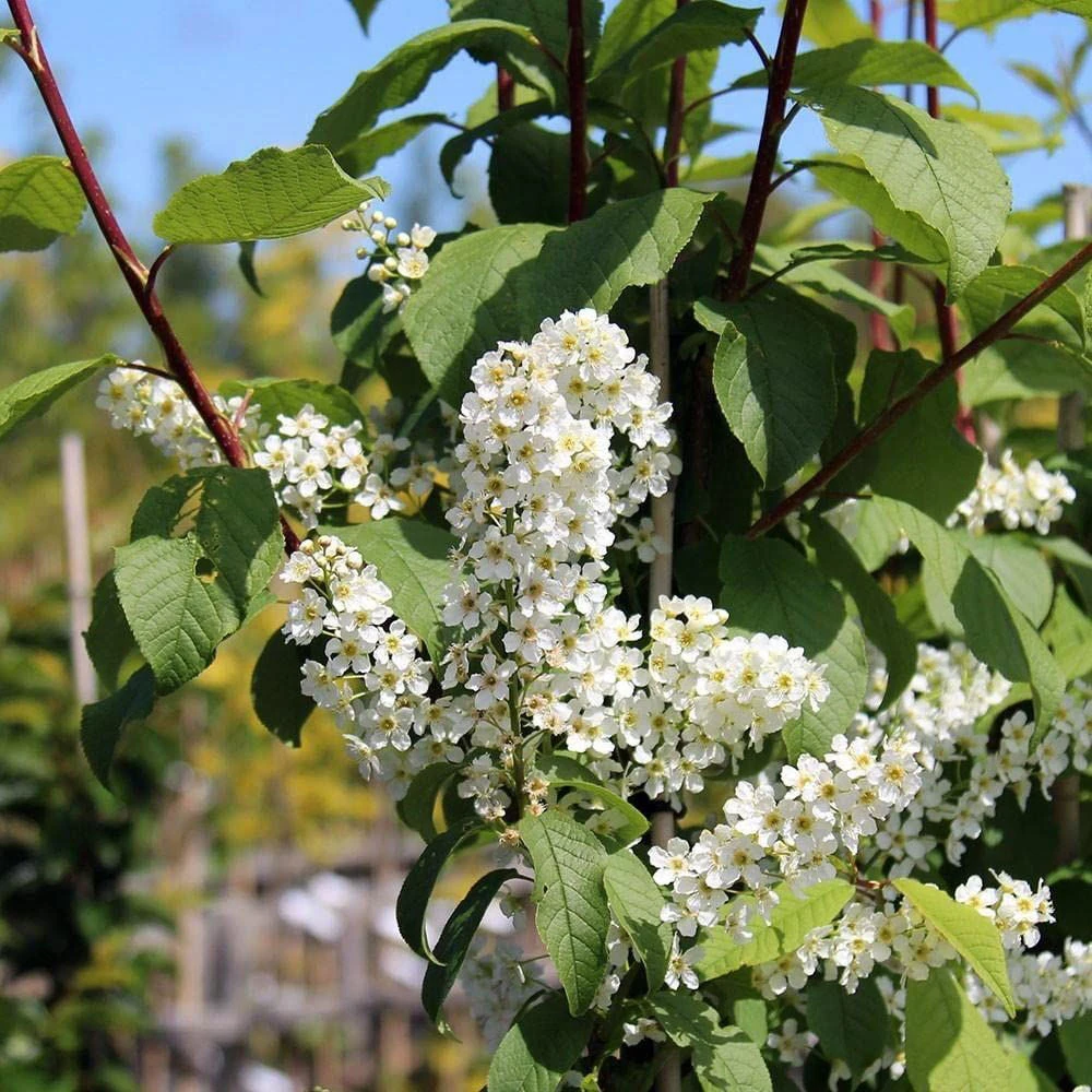 Bird Cherry (Prunus Padus) Bare Root Hedging Plants - 3-4ft 4 Bird Cherry (Prunus Padus) Bare Root Hedging Plants - 3-4ft - Image 2
