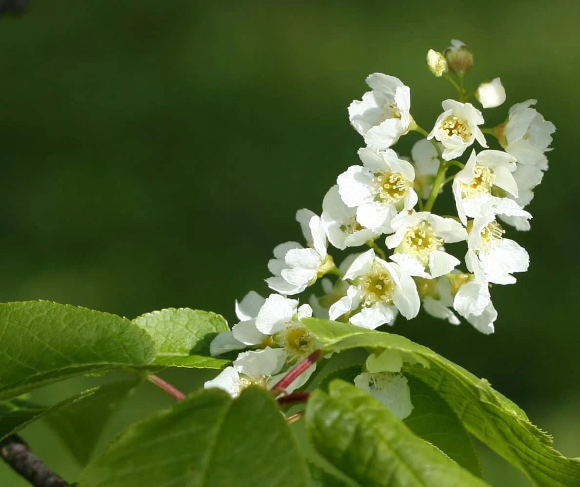 Bird Cherry (Prunus Padus) Bare Root Hedging Plants - 3-4ft 5 Bird Cherry (Prunus Padus) Bare Root Hedging Plants - 3-4ft - Image 3
