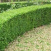 Box (Buxus Sempervirens) Field Grown Bare Root Hedging Plants -Fresh Gardenly Store l Box 2