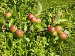 2-3ft Crab Apple (Malus Sylvestris) Grade A Bare Root Hedging Plants
