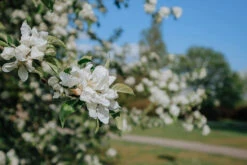 2-3ft Crab Apple (Malus Sylvestris) Grade A Bare Root Hedging Plants 7 2-3ft Crab Apple (Malus Sylvestris) Grade A Bare Root Hedging Plants -Fresh Gardenly Store l Crab Apple 3