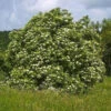 Elder (Sambucus Nigra) Field Grown Bare Root Hedging Plants