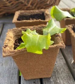 Nutley's 6cm Square Biodegradable Organic Wood Fibre Plantable Plant Pots -Fresh Gardenly Store l Fertil6cmsquare 1024x1024@2x