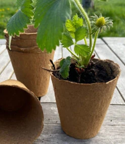 Nutley's 8cm Biodegradeable Organic Wood Fibre Plantable Plant Pots -Fresh Gardenly Store l Fertil8cmpotwithstrawberry 119943fd 3ed6 492f babc ced2dfef75d8 1024x1024@2x 1