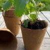 Nutley's 7cm Biodegradeable Organic Wood Fibre Plantable Plant Pots -Fresh Gardenly Store l Fertil8cmpotwithstrawberry 119943fd 3ed6 492f babc ced2dfef75d8 1024x1024@2x