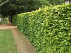 5 X 4ft Tall Potted Green Copper Beech Native Hedge Plant Saplings Semi-evergreen Hedging -Fresh Gardenly Store l Green Beech 1