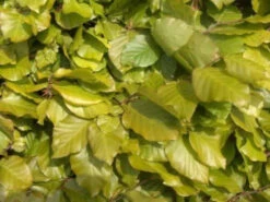 Green Beech (Fagus Sylvatica) Semi-Evergreen Bare Root Hedging Plants -Fresh Gardenly Store l Green Beech 21