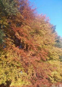 5 X 4ft Tall Potted Green Copper Beech Native Hedge Plant Saplings Semi-evergreen Hedging -Fresh Gardenly Store l Green Beech 3