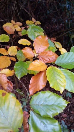 Green Beech (Fagus Sylvatica) Semi-Evergreen Bare Root Hedging Plants -Fresh Gardenly Store l Green Beech 31
