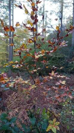 Green Beech (Fagus Sylvatica) Semi-Evergreen Bare Root Hedging Plants -Fresh Gardenly Store l Green Beech 41