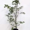 5 X 4ft Tall Potted Green Copper Beech Native Hedge Plant Saplings Semi-evergreen Hedging -Fresh Gardenly Store l Green Beech 6
