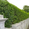 Green Privet (Ligustrum Ovalifolium) Evergreen Bare Root Hedging Plants 2 Green Privet (Ligustrum Ovalifolium) Evergreen Bare Root Hedging Plants -Fresh Gardenly Store l Green Privet 1