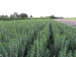 Green Privet (Ligustrum Ovalifolium) Evergreen Bare Root Hedging Plants -Fresh Gardenly Store l Green Privet 3