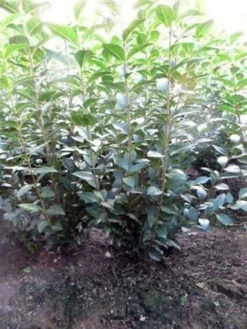Green Privet (Ligustrum Ovalifolium) Evergreen Bare Root Hedging Plants -Fresh Gardenly Store l Green Privet 4
