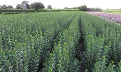 Green Privet (Ligustrum Ovalifolium) Evergreen Bare Root Hedging Plants -Fresh Gardenly Store l Green Privet 5