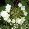 Guelder Rose (Viburnum Opulus) Field Grown Bare Root Shade Loving Hedging Plants 1 Guelder Rose (Viburnum Opulus) Field Grown Bare Root Shade Loving Hedging Plants -Fresh Gardenly Store l Guelder Rose 1