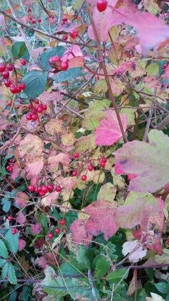 Guelder Rose (Viburnum Opulus) Field Grown Bare Root Shade Loving Hedging Plants -Fresh Gardenly Store l Guelder Rose 3