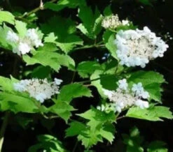 Guelder Rose (Viburnum Opulus) Field Grown Bare Root Shade Loving Hedging Plants -Fresh Gardenly Store l Guelder Rose 4