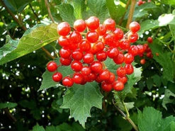 Guelder Rose (Viburnum Opulus) Field Grown Bare Root Shade Loving Hedging Plants -Fresh Gardenly Store l Guelder Rose 5