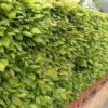 Hornbeam (Carpinus Betulus) Field Grown Semi-Evergreen Native Hedge Plants -Fresh Gardenly Store l Hornbeam 11