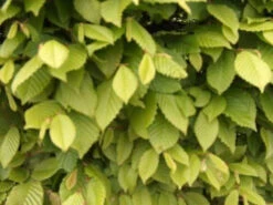 Hornbeam (Carpinus Betulus) Field Grown Semi-Evergreen Native Hedge Plants -Fresh Gardenly Store l Hornbeam 21