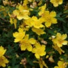 1-2ft Hypericum 'Hidcote' St John's Wort Field Grown Bare Root Hedging Plants 1 1-2ft Hypericum 'Hidcote' St John's Wort Field Grown Bare Root Hedging Plants -Fresh Gardenly Store l Hypericum 1