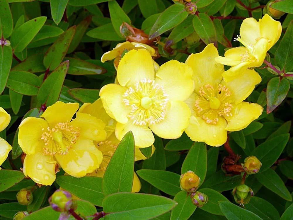 1-2ft Hypericum 'Hidcote' St John's Wort Field Grown Bare Root Hedging Plants 4 1-2ft Hypericum 'Hidcote' St John's Wort Field Grown Bare Root Hedging Plants - Image 2