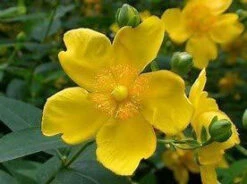 1-2ft Hypericum 'Hidcote' St John's Wort Field Grown Bare Root Hedging Plants 7 1-2ft Hypericum 'Hidcote' St John's Wort Field Grown Bare Root Hedging Plants -Fresh Gardenly Store l Hypericum 3