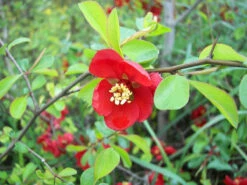 2-3ft Quince (Chaenomelis Japonica) Field Grown Bare Root Hedging Plants -Fresh Gardenly Store l Japonica 3