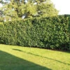 Laurel (Prunus Laurocerasus 'Rotundifolia') Large Multi-stemmed Bushy Bare Root Evergreen Hedging Plants 2 Laurel (Prunus Laurocerasus 'Rotundifolia') Large Multi-stemmed Bushy Bare Root Evergreen Hedging Plants -Fresh Gardenly Store l Laurel 1