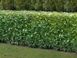 Laurel (Prunus Laurocerasus 'Rotundifolia') Large Multi-stemmed Bushy Bare Root Evergreen Hedging Plants -Fresh Gardenly Store l Laurel 2